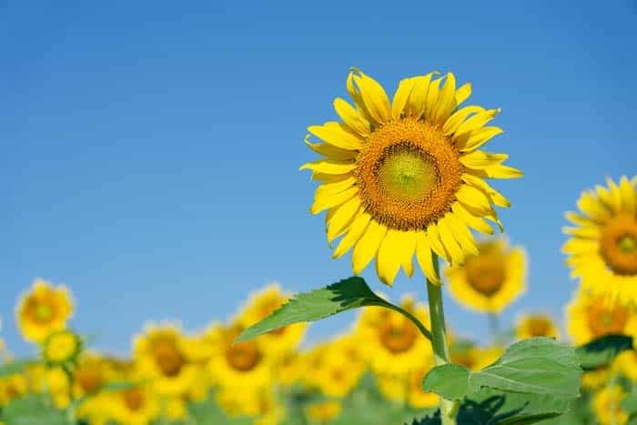 Common Sunflower (Helianthus annuus)