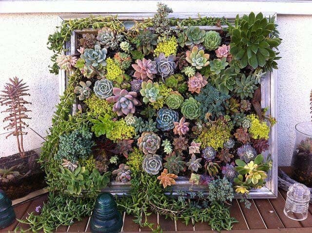 Vertical Succulent Garden In Distressed Frame