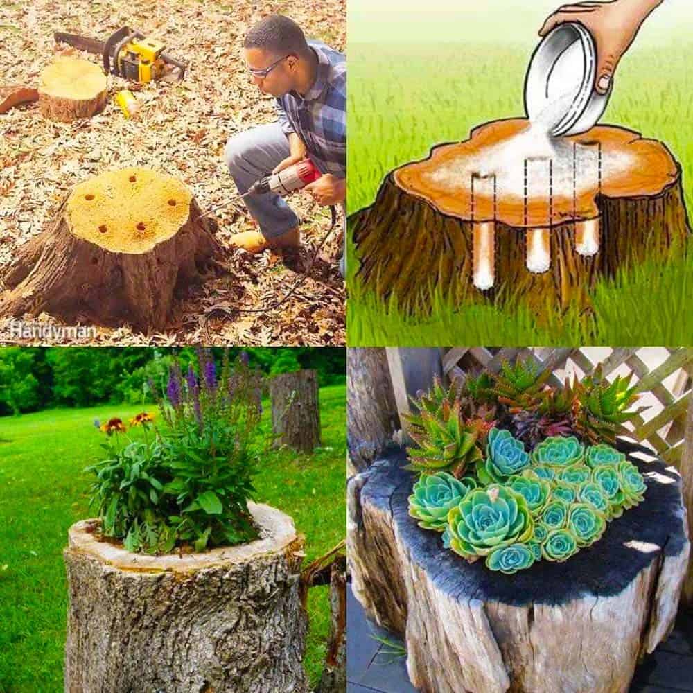 Stump Transformation Steps