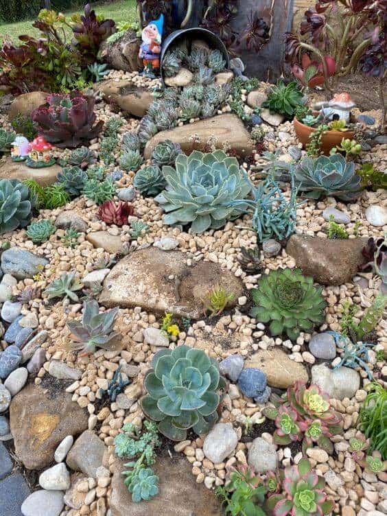 Succulent Garden With Rocks