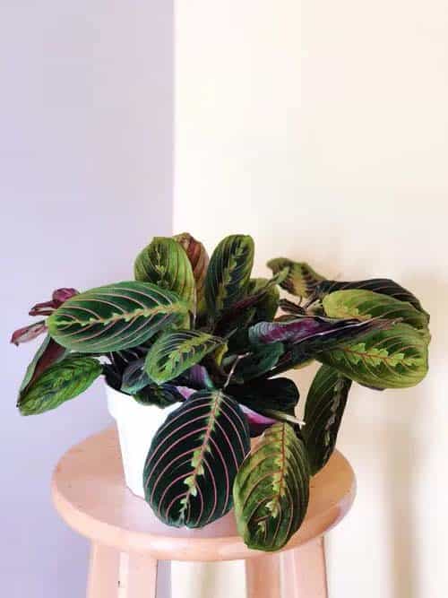 Red Prayer Plant