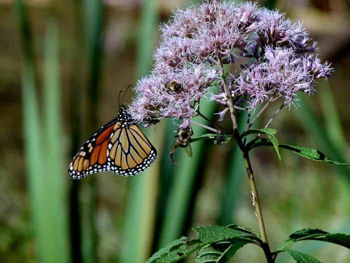 Spotted Joe Pye Weed ( Eutrochium Maculatum )