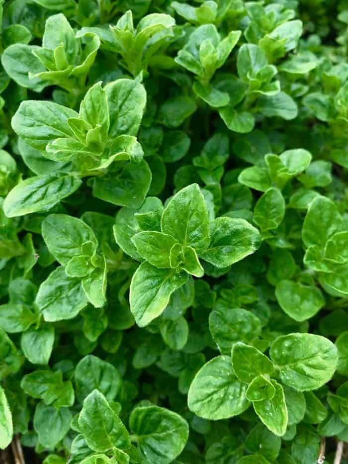 Oregano