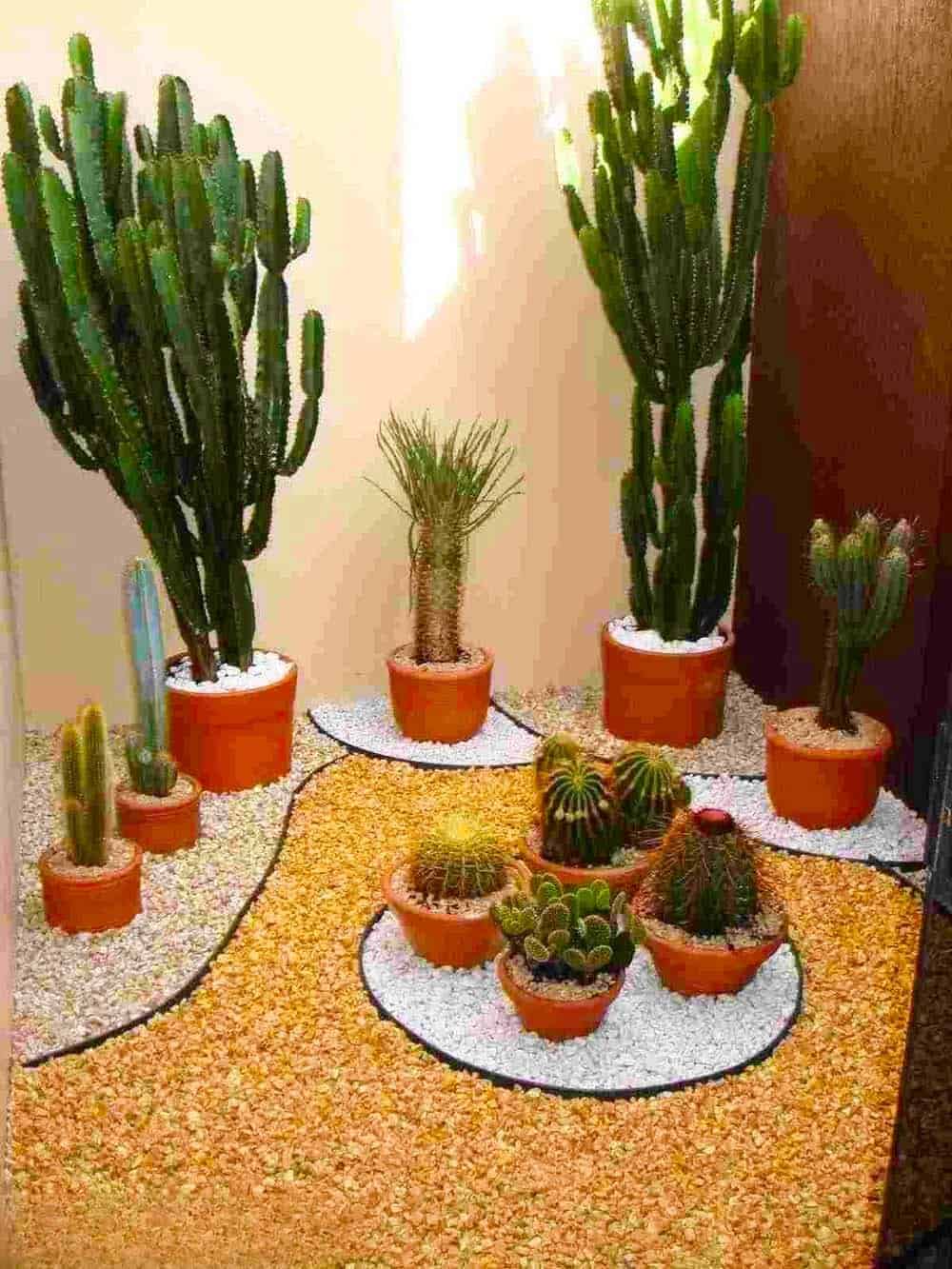 Indoor Cactus Collection