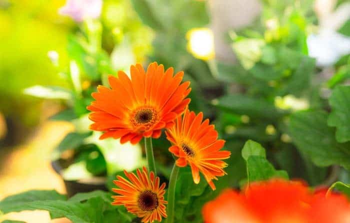 Gerbera Daisies