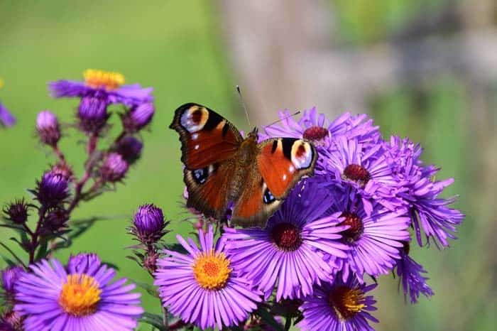 Aster (Asteraceae)