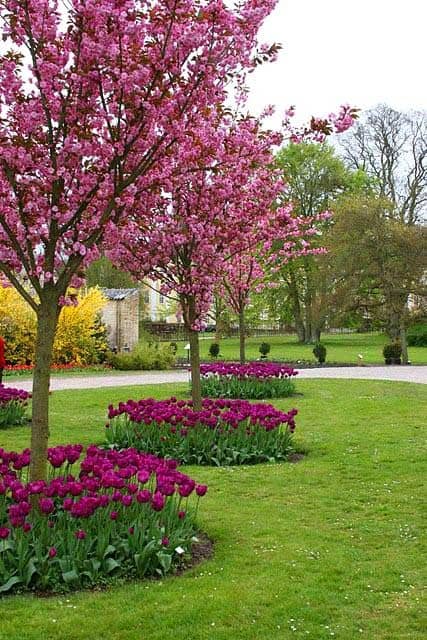 Transform Your Tree Flower Beds with Tulips