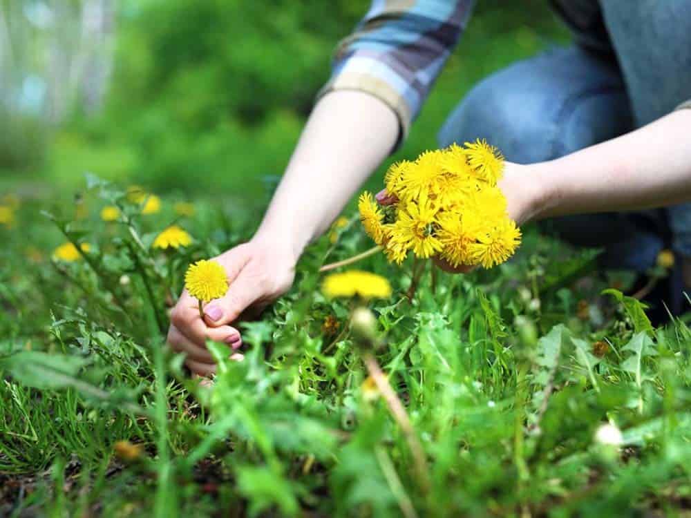 Dandelion