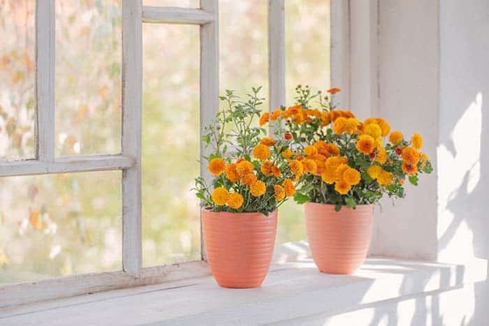 Get Your Summer Fix with Tagetes