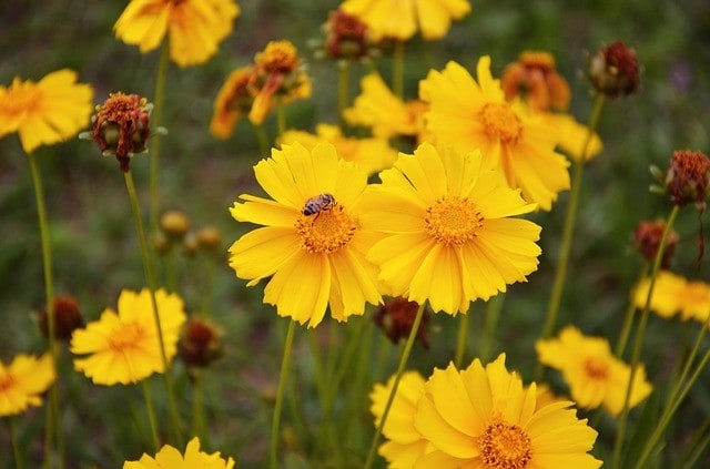 Coreopsis