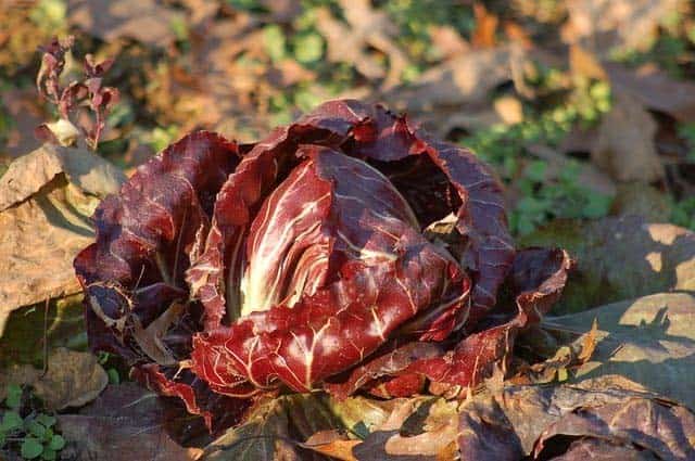 Radicchio