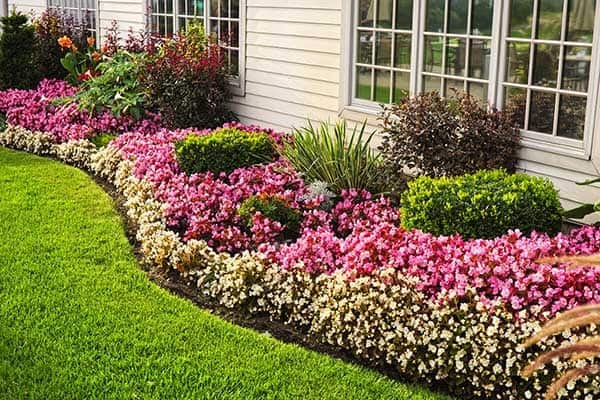 Flower Bed Showcases Ribbons of Color