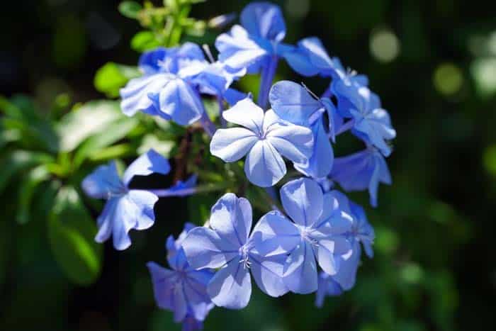 Bush Violet ( Browallia Speciosa )