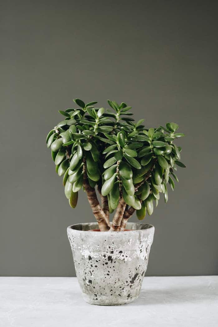 Jade Plant