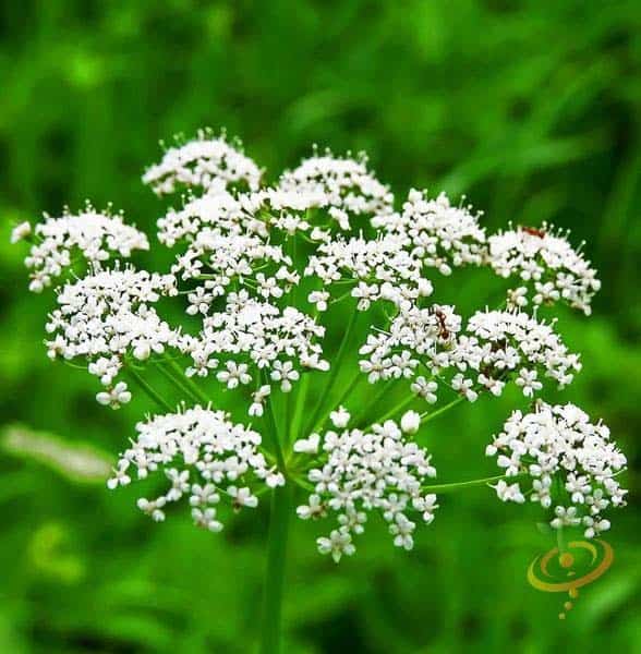 Sweet Cicely/ Anise