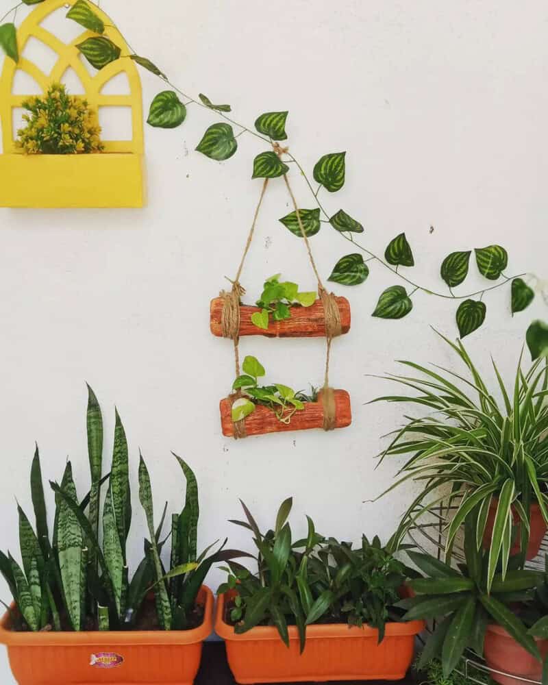 Embrace Hanging Plants