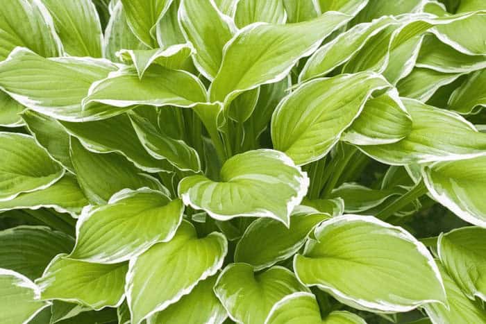 Hostas