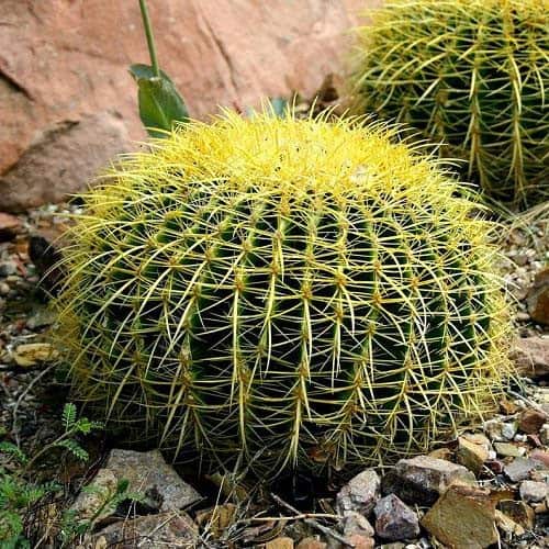 Golden Barrel Cactus