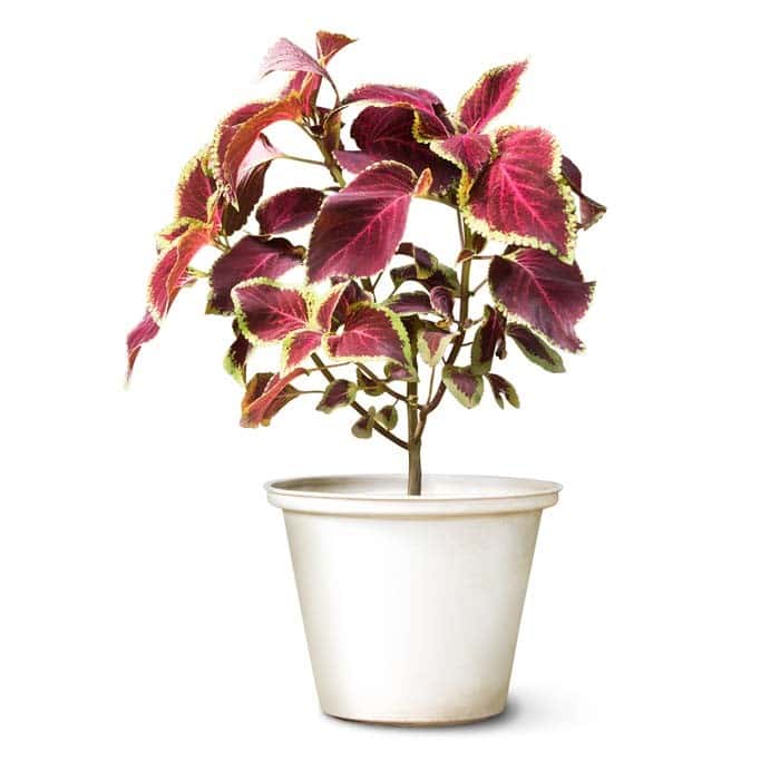 Coleus