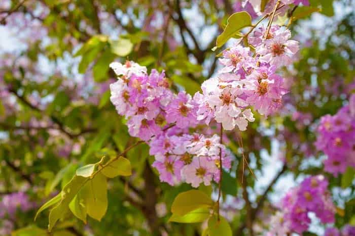 Crape Myrtle