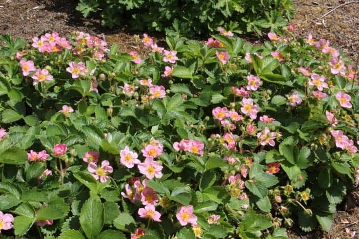 Strawberries ( Fragaria )