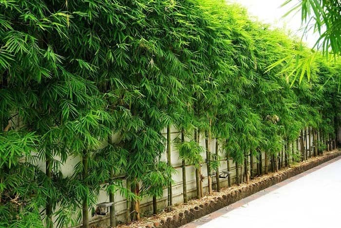 Leafy Bamboo Adds Height And Privacy