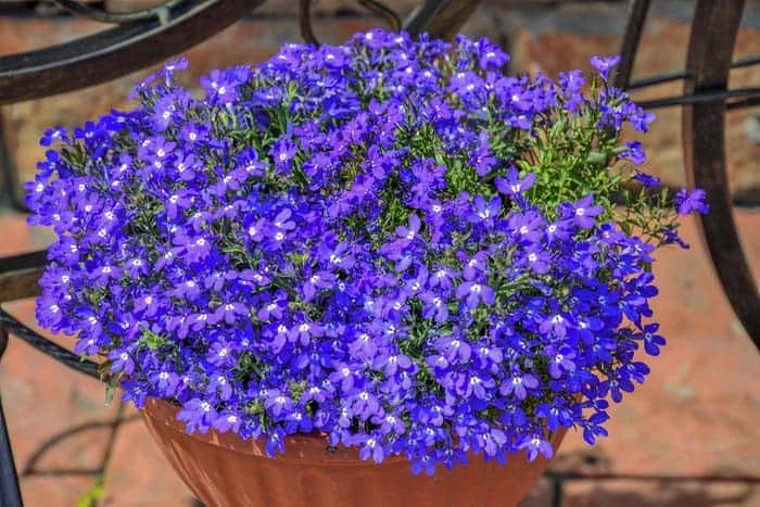 Lobelia ( Lobelia Erinus )