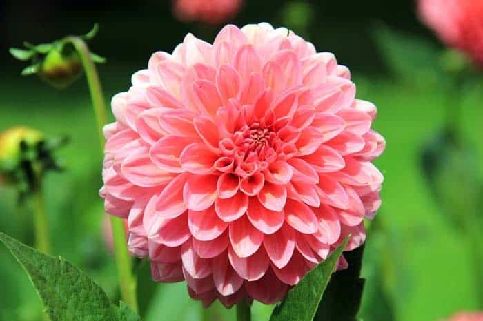 Dahlias (Dahlia)