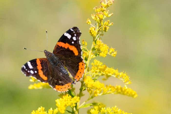 Stiff Goldenrod ( Oligoneuron Rigidum )