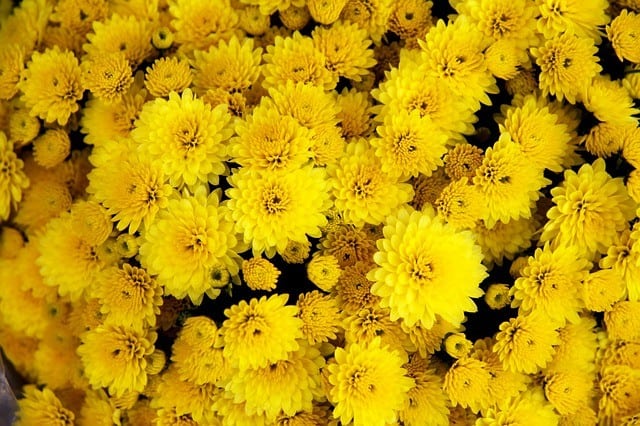 Chrysanthemum