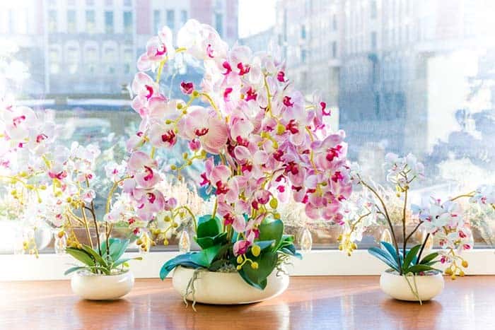 Get a Feeling of Relaxation with Bonsai Orchids