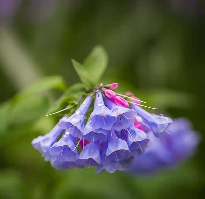 Virginia Bluebells