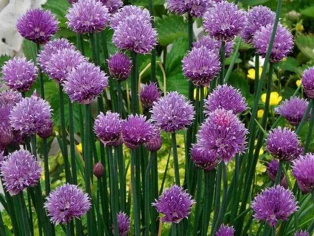 Cheerful Chives