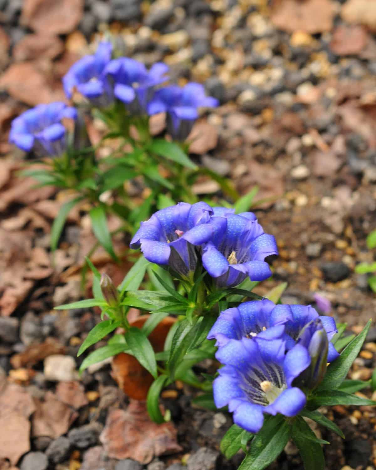 Japanese Gentian