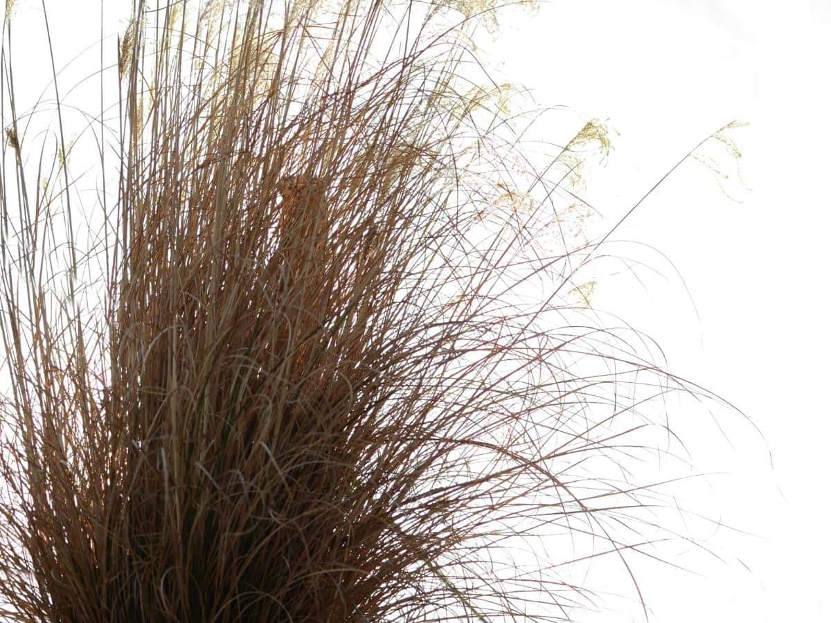 Big Bluestem