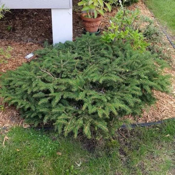 Bird’s Nest Norway Spruce