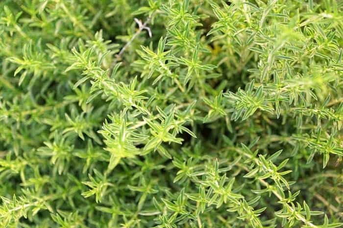 Winter Savory