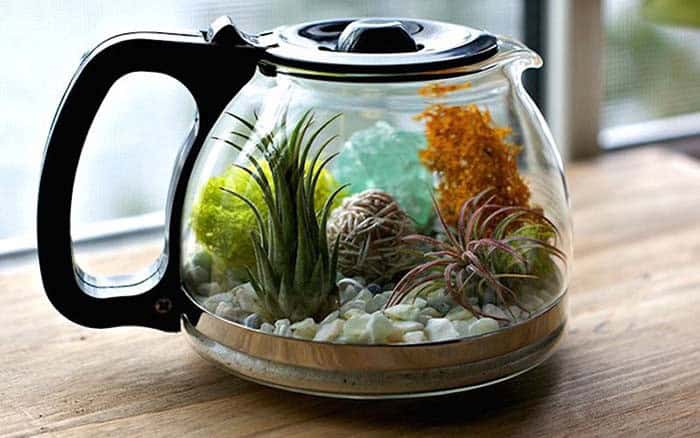 Make a Bold Statement with a Coffee Pot Terrarium