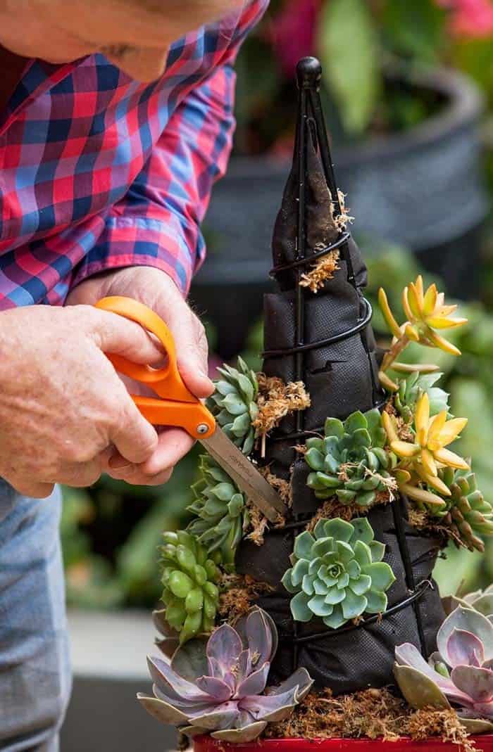 Add Modern Flair with a Charming Succulent Tree