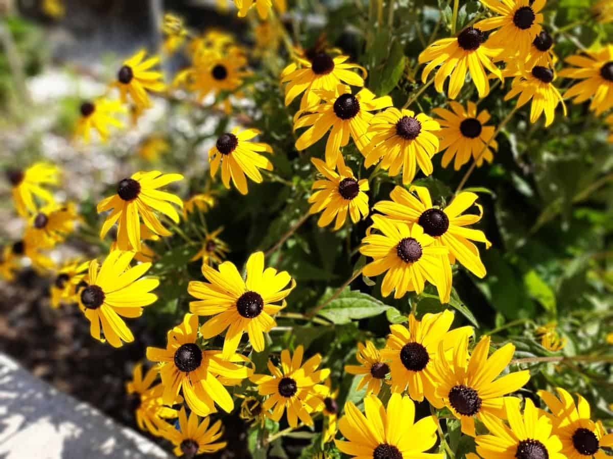 Black-Eyed Susan (Rudbeckia hirta)