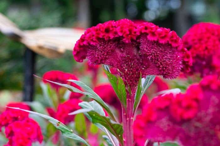 Cockscomb (Celosia argentea var. cristata)