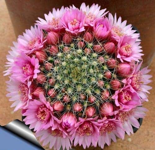 Rosy Pincushion Cactus