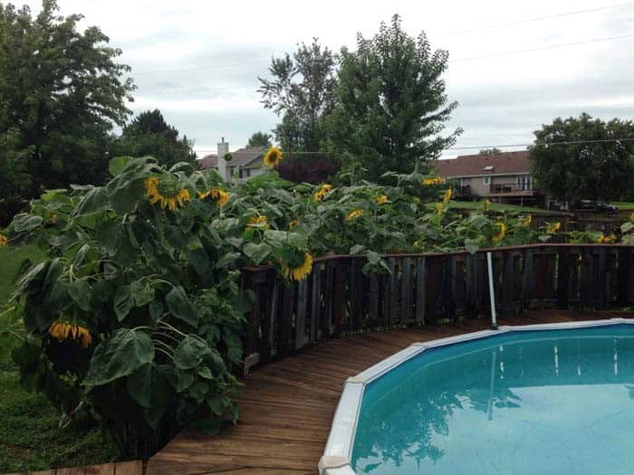 Swimming Pool Fence Surround