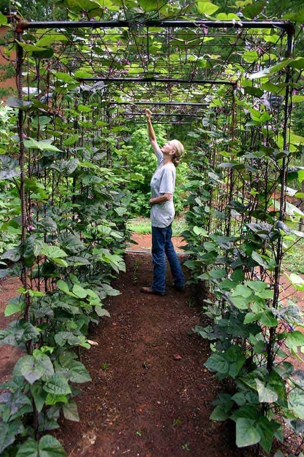 Benefits of the Vertical Vegetable Gardening