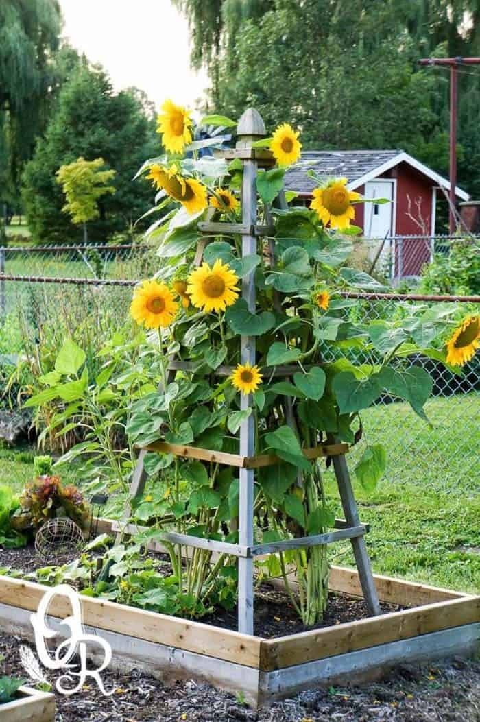 Give Support With A Pyramid Trellis