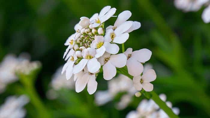 Candytuft (Iberis sempervirens)