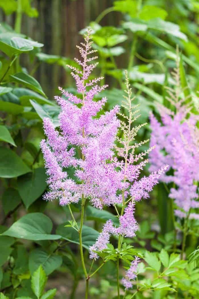 Astilbe (Astilbe spp.)