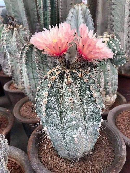 Monk’s Hood Cactus