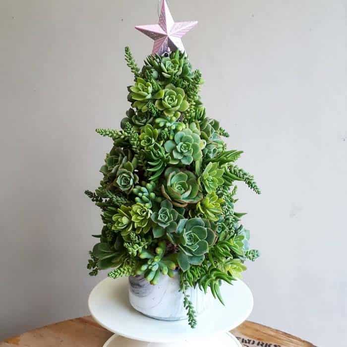 Bring Joy to a Space with an Enchanting Succulent Tree