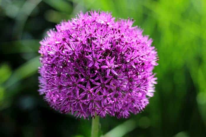 Allium ( Allium )